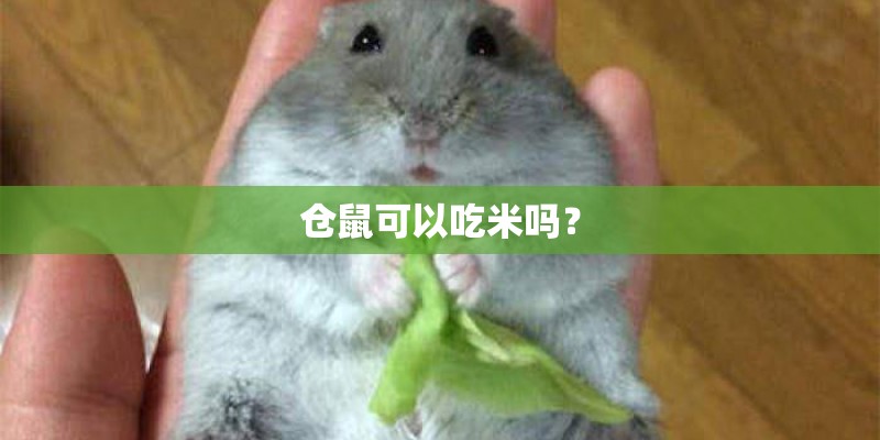 仓鼠可以吃米吗？