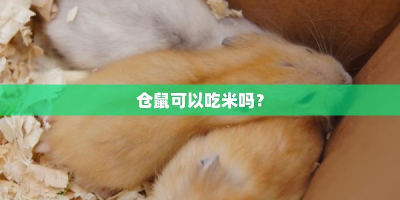 仓鼠可以吃米吗？