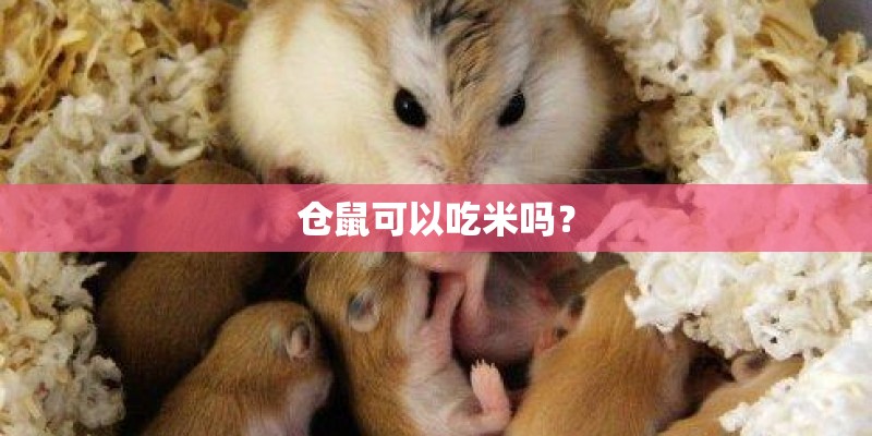 仓鼠可以吃米吗？
