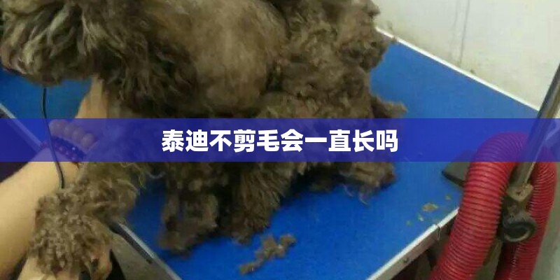 泰迪不剪毛会一直长吗