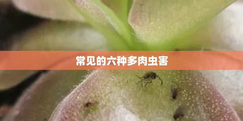 常见的六种多肉虫害