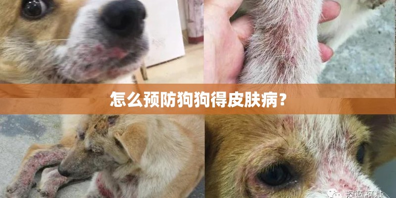 怎么预防狗狗得皮肤病？
