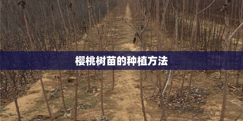 樱桃树苗的种植方法
