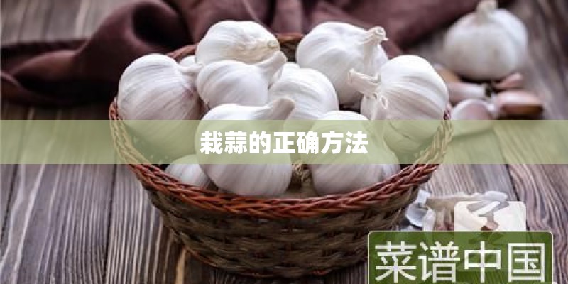 栽蒜的正确方法