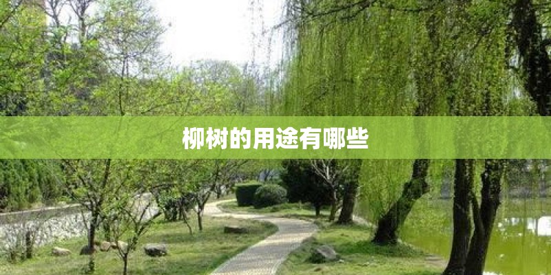 柳树的用途有哪些