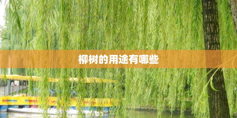 柳树的用途有哪些