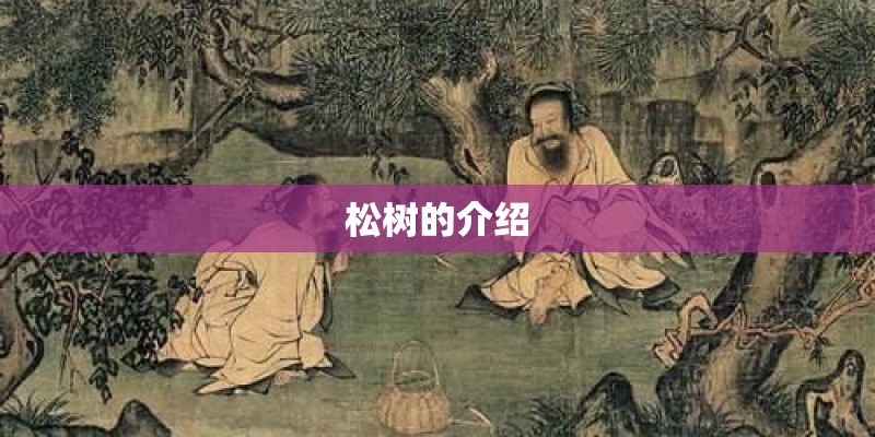松树的介绍