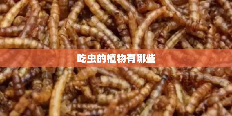 吃虫的植物有哪些