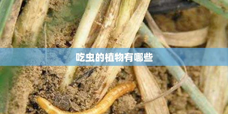 吃虫的植物有哪些