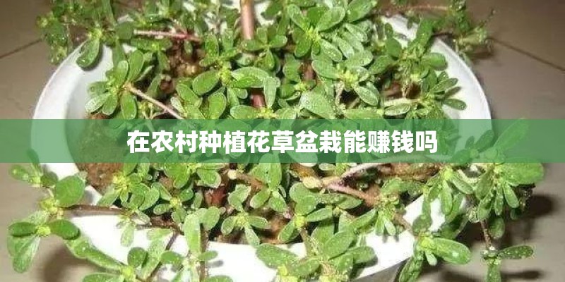 在农村种植花草盆栽能赚钱吗