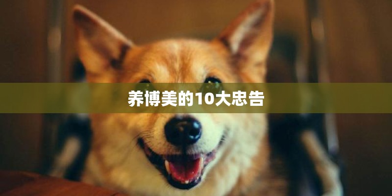 养博美的10大忠告