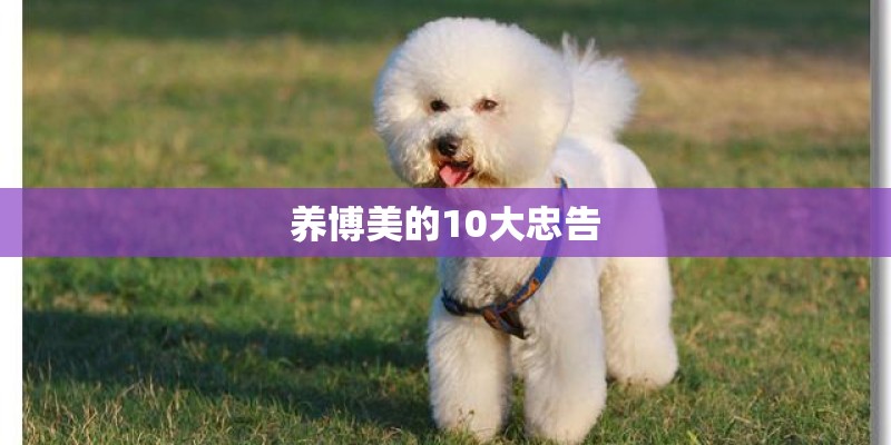 养博美的10大忠告