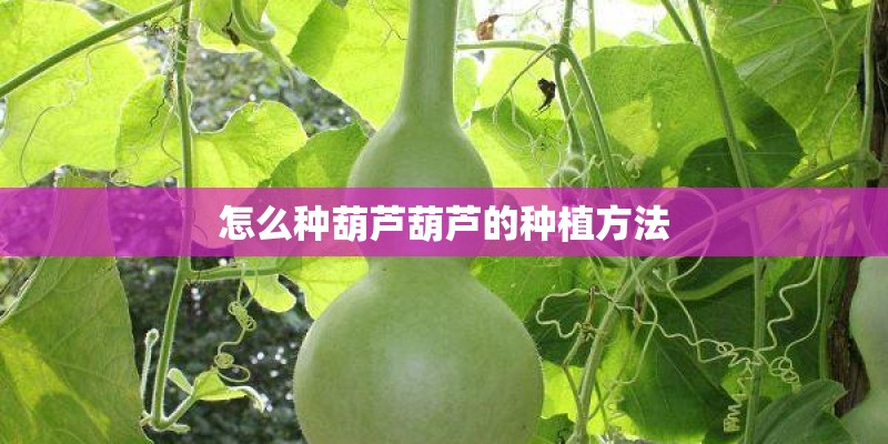 怎么种葫芦葫芦的种植方法