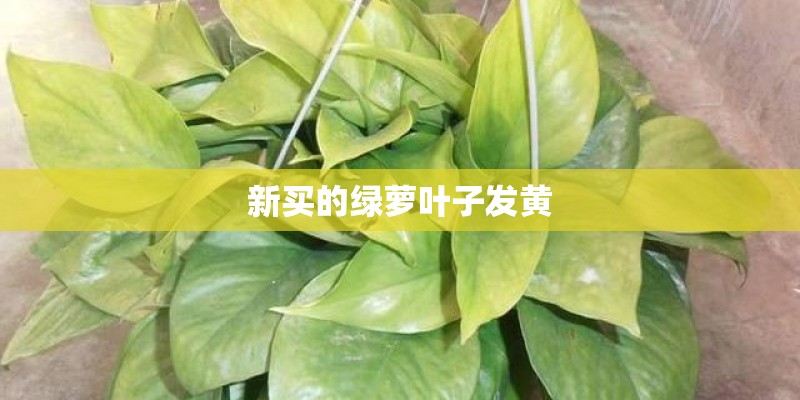新买的绿萝叶子发黄