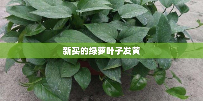 新买的绿萝叶子发黄