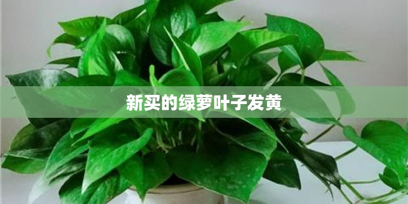 新买的绿萝叶子发黄