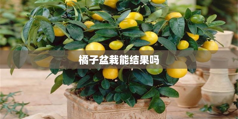 橘子盆栽能结果吗