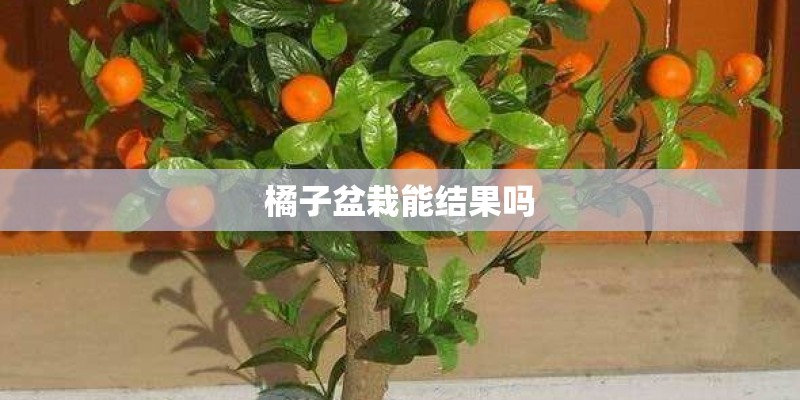 橘子盆栽能结果吗