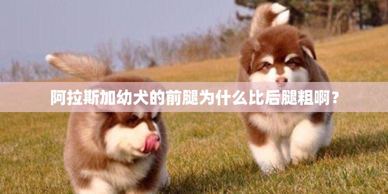 阿拉斯加幼犬的前腿为什么比后腿粗啊? 阿拉斯加幼犬的前腿为什么比后腿粗啊?