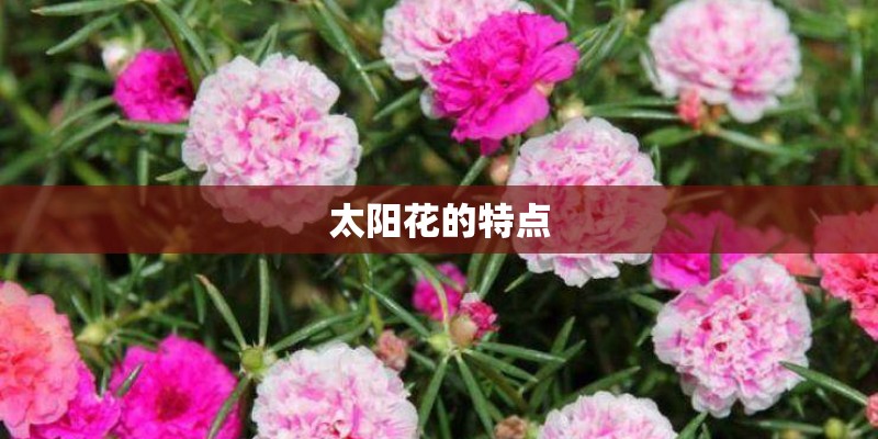 太阳花的特点