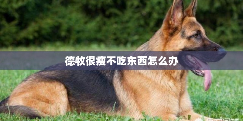 玫瑰花带育苗盆买回来怎么种植？