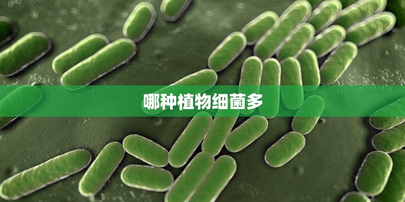 哪种植物细菌多