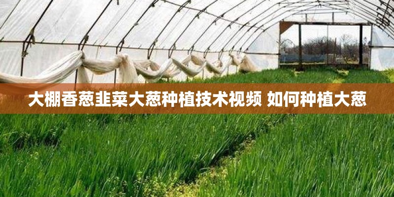 大棚香葱韭菜大葱种植技术视频 如何种植大葱
