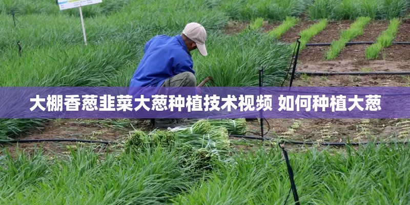 大棚香葱韭菜大葱种植技术视频 如何种植大葱