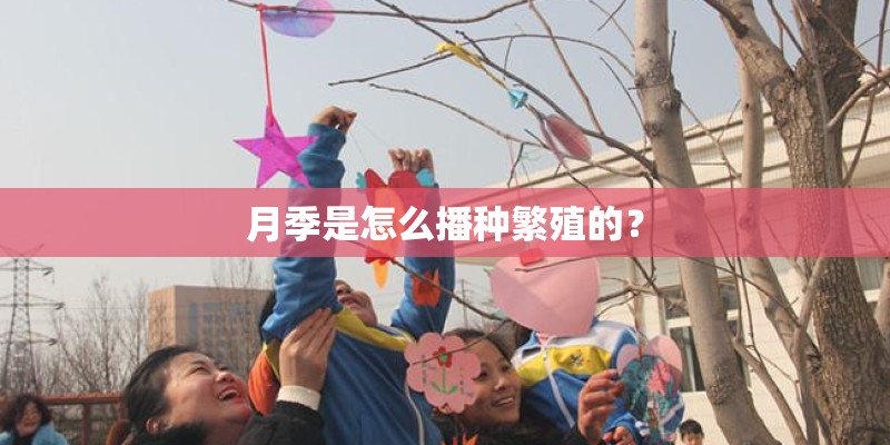 月季是怎么播种繁殖的？