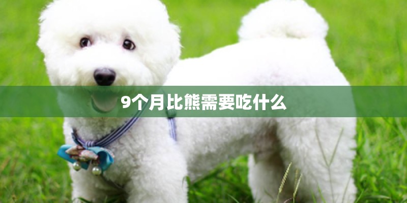 9个月比熊需要吃什么