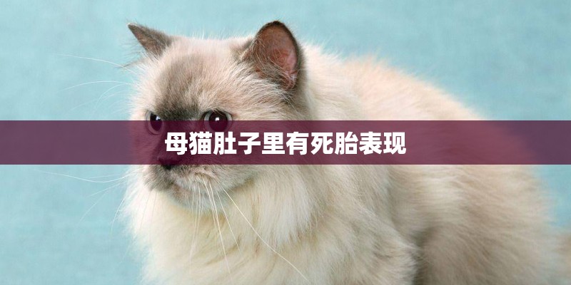 母猫肚子里有死胎表现