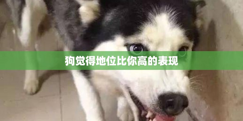狗觉得地位比你高的表现