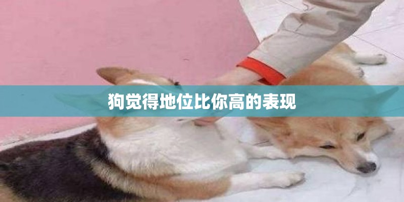 狗觉得地位比你高的表现