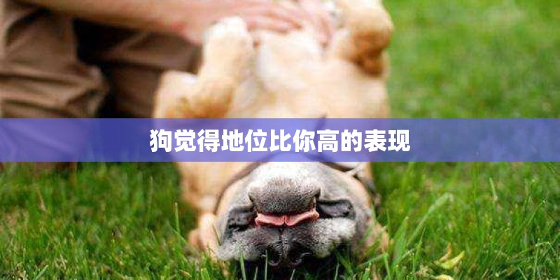 狗觉得地位比你高的表现
