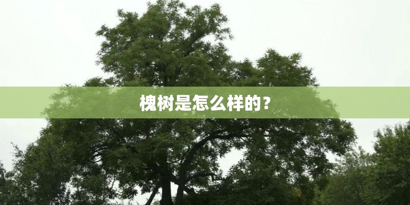 槐树是怎么样的？