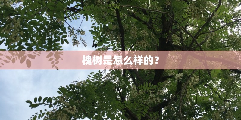 槐树是怎么样的？