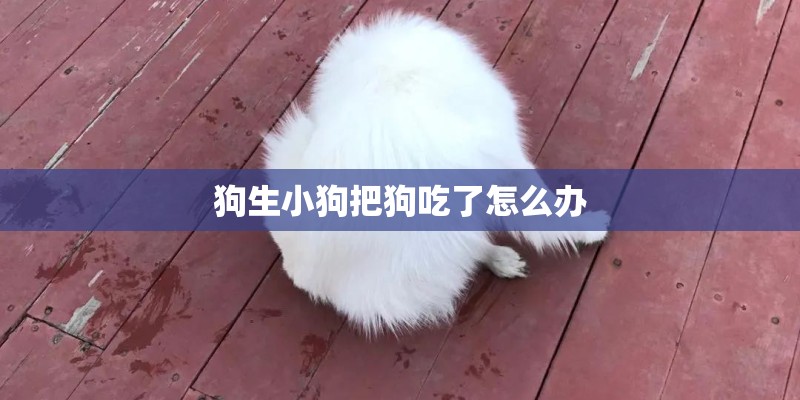 狗生小狗把狗吃了怎么办