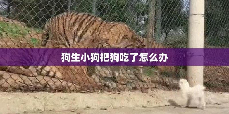 狗生小狗把狗吃了怎么办