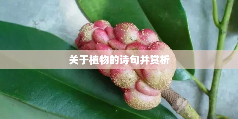 关于植物的诗句并赏析