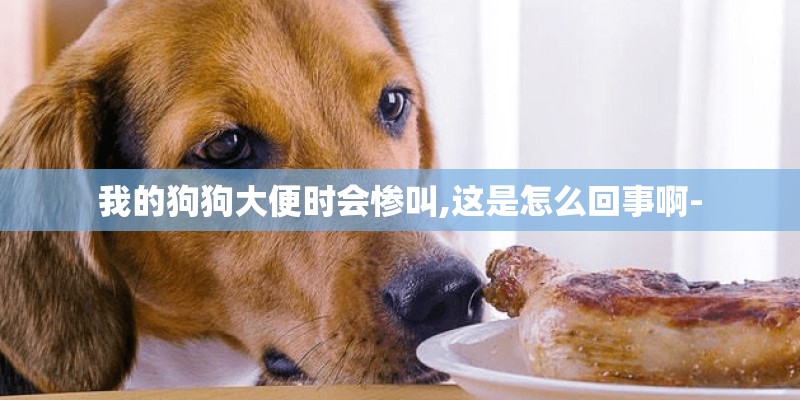 我的狗狗大便时会惨叫,这是怎么回事啊-