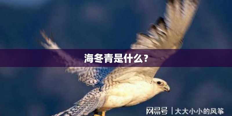 海冬青是什么？