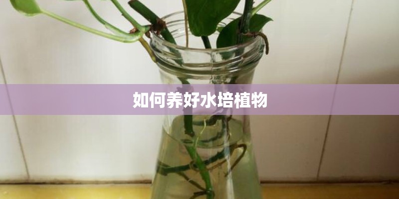 如何养好水培植物