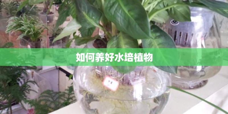 如何养好水培植物