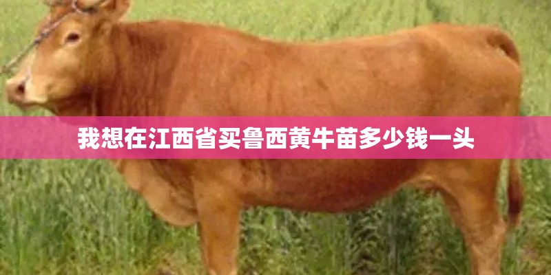 我想在江西省买鲁西黄牛苗多少钱一头