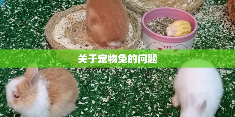 关于宠物兔的问题