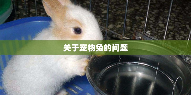 关于宠物兔的问题