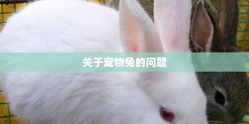关于宠物兔的问题