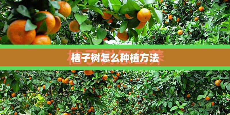 桔子树怎么种植方法