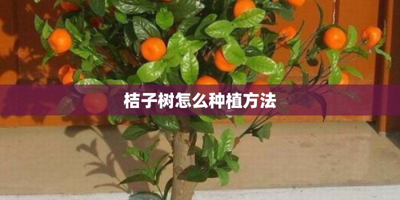桔子树怎么种植方法