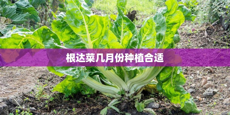 根达菜几月份种植合适